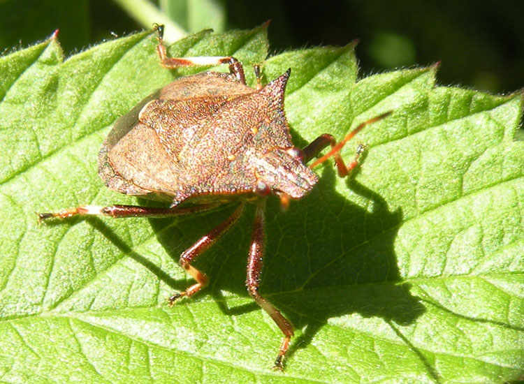 Pentatomidae: Picromerus bidens della Val di Genova (TN)
